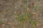 Fragrant spikesedge